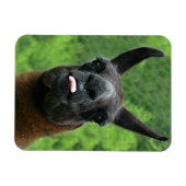 Magnet Flexible Llama avec attitude - Sticking out Tongue Photo (Horizontal)