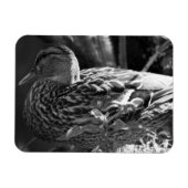 Magnet Flexible L'observateur (Horizontal)