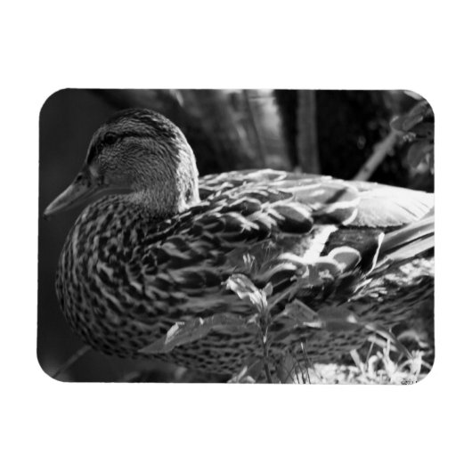 Magnet Flexible L'observateur (Horizontal)