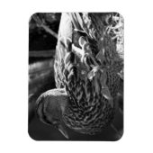 Magnet Flexible L'observateur (Vertical)