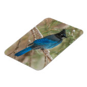 Magnet Flexible L'oiseau-geai de Steller dans l'arbre (Côté Gauche)