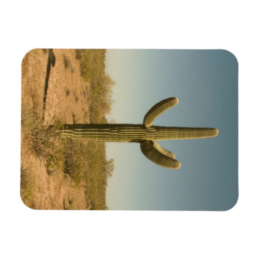 Magnet Flexible Lone Cactus (Horizontal)