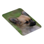 Magnet Flexible Long Haired Chihuahua Chiuppy regardant la caméra (Côté Droit)
