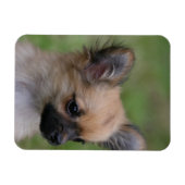 Magnet Flexible Long Haired Chihuahua Chiuppy regardant la caméra (Horizontal)
