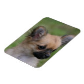 Magnet Flexible Long Haired Chihuahua Chiuppy regardant la caméra (Côté Gauche)