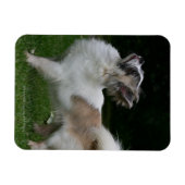 Magnet Flexible Long Haired Chihuahua Regardez la caméra (Horizontal)
