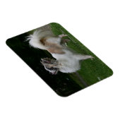 Magnet Flexible Long Haired Chihuahua Regardez la caméra (Côté Droit)