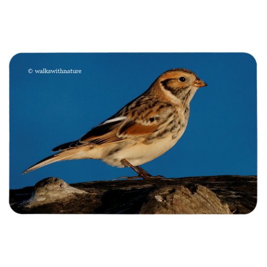 Magnet Flexible Longspur de la Laponie sur un journal éclairé (Horizontal)