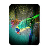 Magnet Flexible Lorikeet Bird Magnet-Design 2 (Vertical)