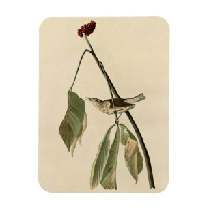 Magnet Flexible Louisiana Water Thrush, Audubon's Birds of America
