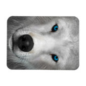 Magnet Flexible Loup Arctique (Horizontal)