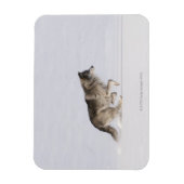 Magnet Flexible Loup courant dans la neige 2 (Vertical)