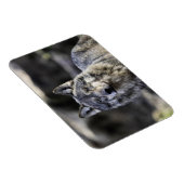 Magnet Flexible Loup gris (Côté Droit)