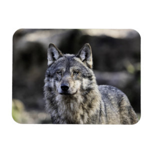 Magnet Flexible Loup gris