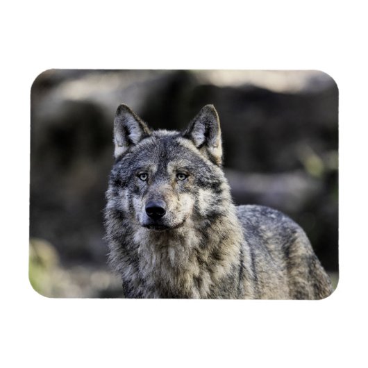 Magnet Flexible Loup gris (Horizontal)