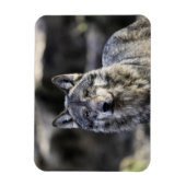 Magnet Flexible Loup gris (Vertical)