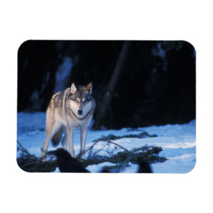 Magnet Flexible loup gris, Canis lupus, dans les contreforts