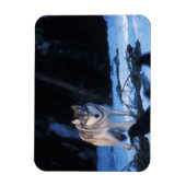 Magnet Flexible loup gris, Canis lupus, dans les contreforts (Vertical)