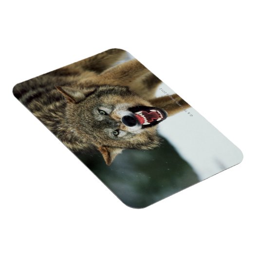 Magnet Flexible Loup gris narling (Côté Droit)