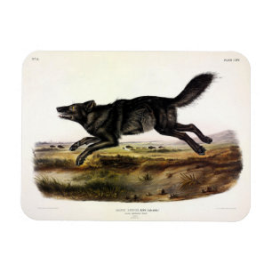 Magnet Flexible Loup noir ou Loup noir-américain (Canis Lupus)