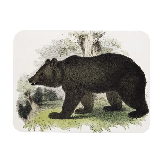 Magnet Flexible L'ours Brown, pub d'illustration pédagogique. par (Horizontal)