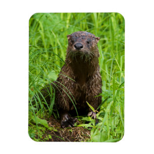 Magnet Flexible Loutre de rivière intelligente