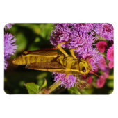Magnet Flexible Lucky Grasshopper sur Ageratum (Horizontal)