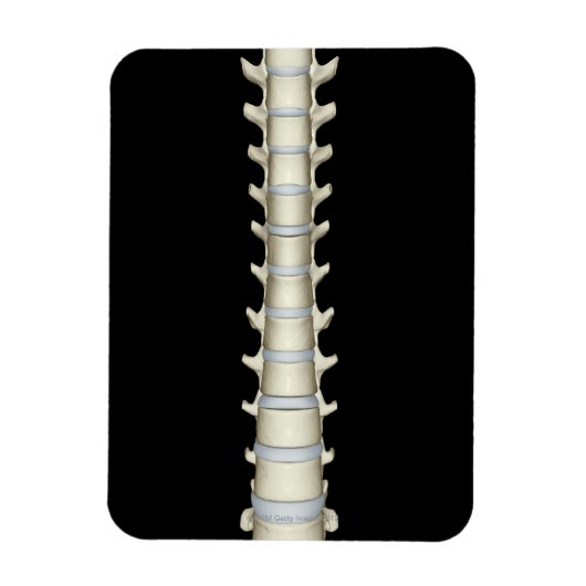Magnet Flexible Lumbar et Vertebrae Thoracique (Vertical)