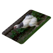 Magnet Flexible Lumière Brahma Hen (Côté Gauche)