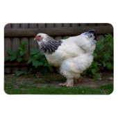 Magnet Flexible Lumière Brahma Hen (Horizontal)