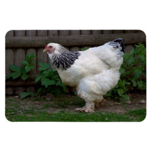 Magnet Flexible Lumière Brahma Hen