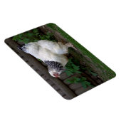 Magnet Flexible Lumière Brahma Hen (Côté Droit)