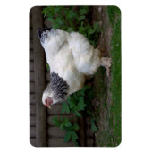 Magnet Flexible Lumière Brahma Hen (Vertical)