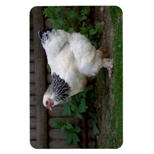 Magnet Flexible Lumière Brahma Hen (Vertical)