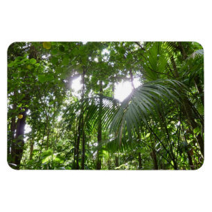 Magnet Flexible Lumière du soleil à travers la canopée de la forêt
