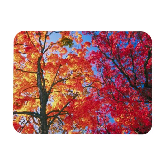Magnet Flexible Lumineuse rouge, orange et jaune Parcours d'automn (Horizontal)