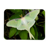 Magnet Flexible Luna Moth on Carnaby Clematis (Horizontal)
