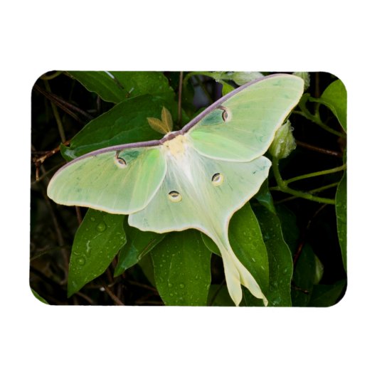 Magnet Flexible Luna Moth on Carnaby Clematis (Horizontal)
