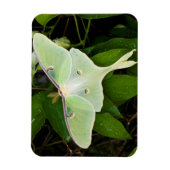 Magnet Flexible Luna Moth on Carnaby Clematis (Vertical)