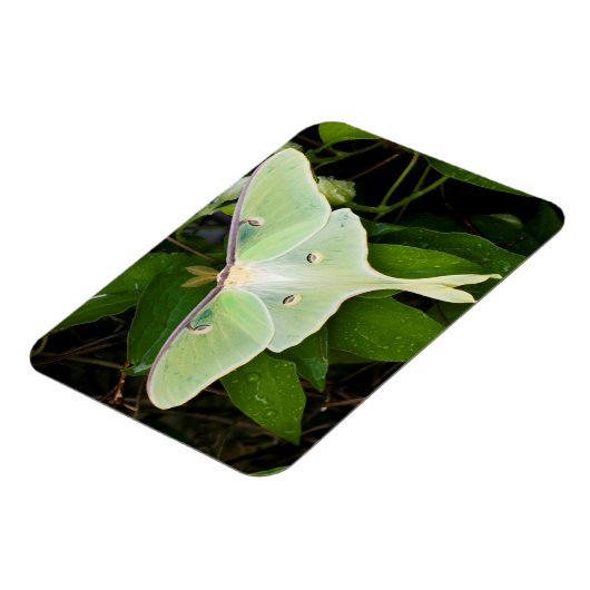 Magnet Flexible Luna Moth on Carnaby Clematis (Côté Gauche)