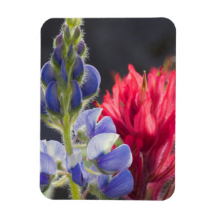 Magnet Flexible Lupin argenté, Pinceau lavande