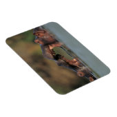 Magnet Flexible Lutte contre les hippopotames (Hippopotame Amphibi (Côté Droit)