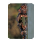 Magnet Flexible Lutte contre les hippopotames (Hippopotame Amphibi (Vertical)