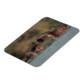 Magnet Flexible Lutte contre les hippopotames (Hippopotame Amphibi (Côté Gauche)