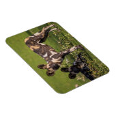 Magnet Flexible Lycaons en Tanzanie (Côté Droit)
