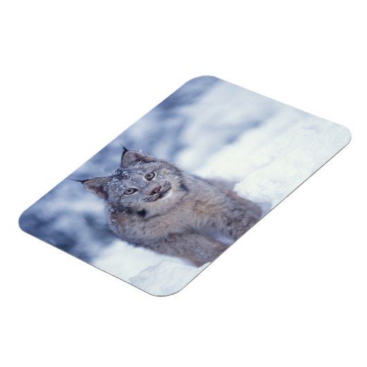 Magnet Flexible Lynx dans la neige dans les contreforts (Côté Gauche)