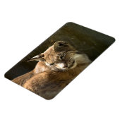 Magnet Flexible Lynx eurasien (Côté Gauche)