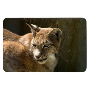 Magnet Flexible Lynx eurasien