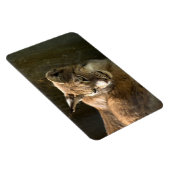 Magnet Flexible Lynx eurasien (Côté Droit)