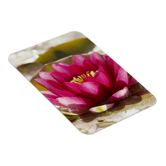 Magnet Flexible Lys d'eau (Côté Droit)